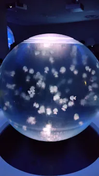 新江ノ島水族館に投稿された画像（2026/9/19）