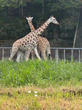 名古屋市東山動植物園に投稿された画像（2026/9/19）