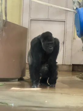 名古屋市東山動植物園に投稿された画像（2026/9/19）
