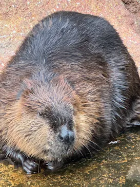 名古屋市東山動植物園に投稿された画像（2026/9/19）