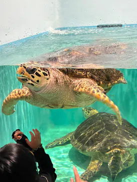 仙台うみの杜水族館に投稿された画像（2026/9/19）