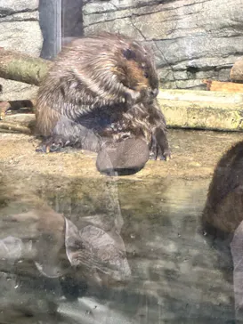仙台うみの杜水族館に投稿された画像（2026/9/19）