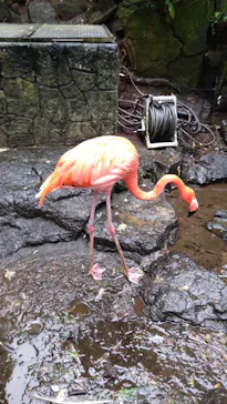 伊豆シャボテン動物公園に投稿された画像（2026/9/19）