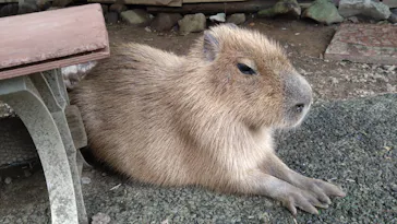 伊豆シャボテン動物公園に投稿された画像（2026/9/19）