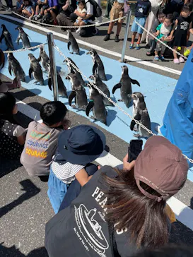 越前松島水族館に投稿された画像（2026/9/19）