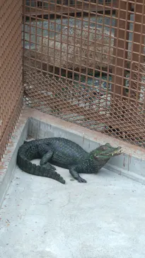 熱川バナナワニ園に投稿された画像（2026/9/19）