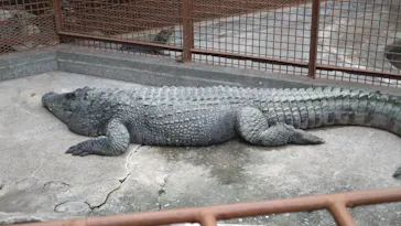 熱川バナナワニ園に投稿された画像（2026/9/19）