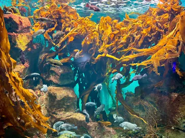 仙台うみの杜水族館に投稿された画像（2026/9/20）