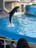 新江ノ島水族館に投稿された画像（2026/9/20）