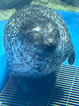 新江ノ島水族館に投稿された画像（2026/9/20）