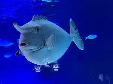 新江ノ島水族館に投稿された画像（2026/9/20）