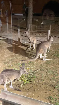 いしかわ動物園に投稿された画像（2026/9/20）