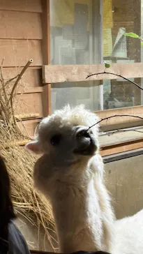 いしかわ動物園に投稿された画像（2026/9/20）