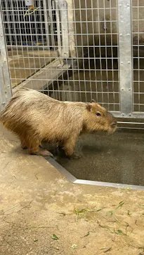 いしかわ動物園に投稿された画像（2026/9/20）