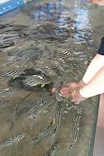 大分マリーンパレス水族館 「うみたまご」に投稿された画像（2026/9/20）
