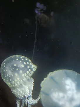 越前松島水族館に投稿された画像（2026/9/20）