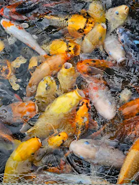 上越市立水族博物館 うみがたりに投稿された画像（2026/9/20）