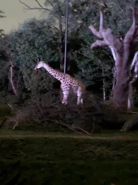 天王寺動物園に投稿された画像（2026/9/20）