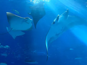 沖縄美ら海水族館に投稿された画像（2026/9/20）