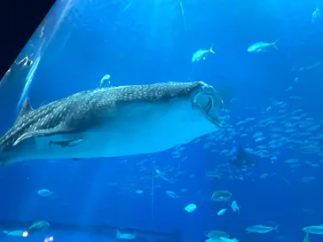 沖縄美ら海水族館に投稿された画像（2026/9/20）