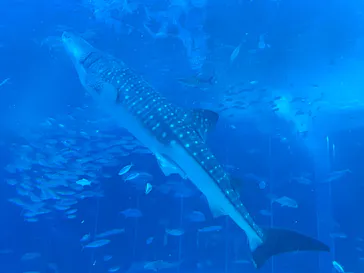 沖縄美ら海水族館に投稿された画像（2026/9/20）