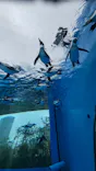 サンシャイン水族館に投稿された画像（2026/9/20）