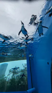 サンシャイン水族館に投稿された画像（2026/9/20）