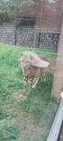 広島市安佐動物公園に投稿された画像（2026/9/20）
