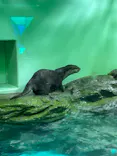 しながわ水族館に投稿された画像（2026/9/20）