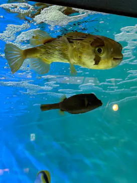 しながわ水族館に投稿された画像（2026/9/20）