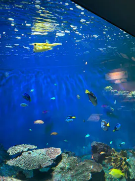 しながわ水族館に投稿された画像（2026/9/20）