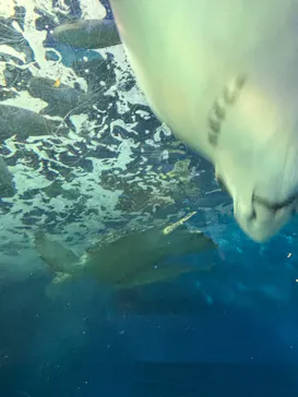 しながわ水族館に投稿された画像（2026/9/20）