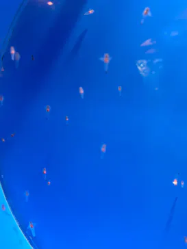 しながわ水族館に投稿された画像（2026/9/20）