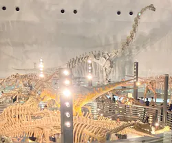 福井県立恐竜博物館に投稿された画像（2026/9/20）
