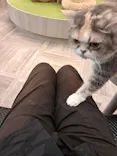 猫カフェモカ　アルシェ大宮店に投稿された画像（2026/9/20）