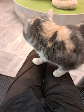 猫カフェモカ　アルシェ大宮店に投稿された画像（2026/9/20）