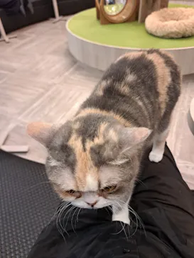 猫カフェモカ　アルシェ大宮店に投稿された画像（2026/9/20）