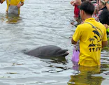 日間賀島ドルフィンビーチに投稿された画像（2026/9/20）