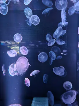 京都水族館に投稿された画像（2026/9/20）