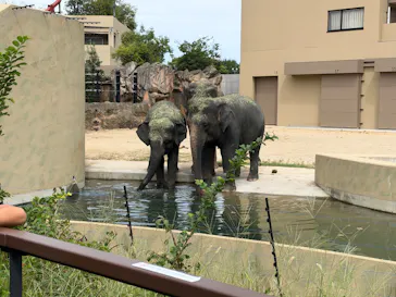 天王寺動物園に投稿された画像（2026/9/20）