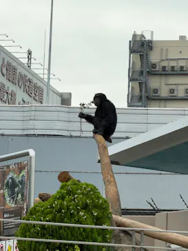 天王寺動物園に投稿された画像（2026/9/20）