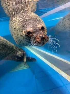島根県立 しまね海洋館に投稿された画像（2026/9/20）