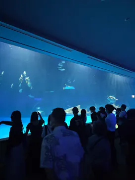 島根県立 しまね海洋館に投稿された画像（2026/9/20）