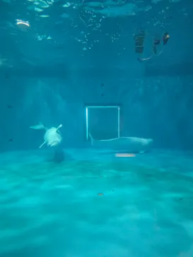 島根県立 しまね海洋館に投稿された画像（2026/9/20）