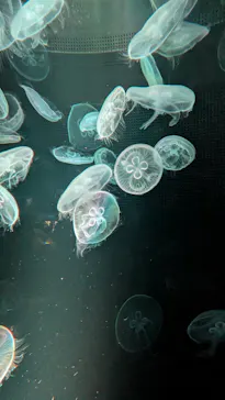京都水族館に投稿された画像（2026/9/20）