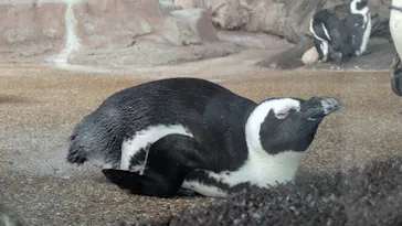 京都水族館に投稿された画像（2026/9/20）