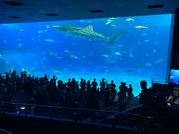 沖縄美ら海水族館に投稿された画像（2026/9/20）