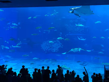 沖縄美ら海水族館に投稿された画像（2026/9/20）