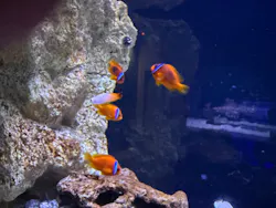 すみだ水族館に投稿された画像（2026/9/20）