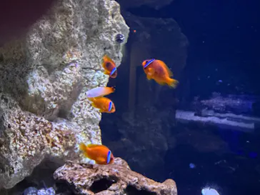 すみだ水族館に投稿された画像（2026/9/20）